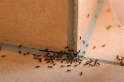家中螞蟻很多